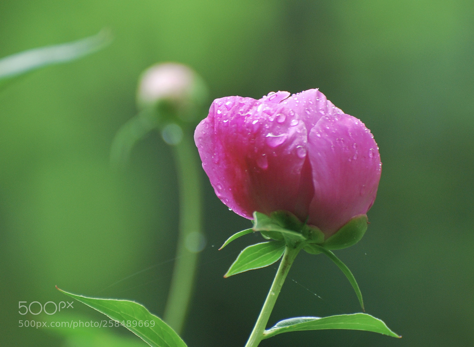 Nikon D80 sample photo. Fullsizeoutput photography