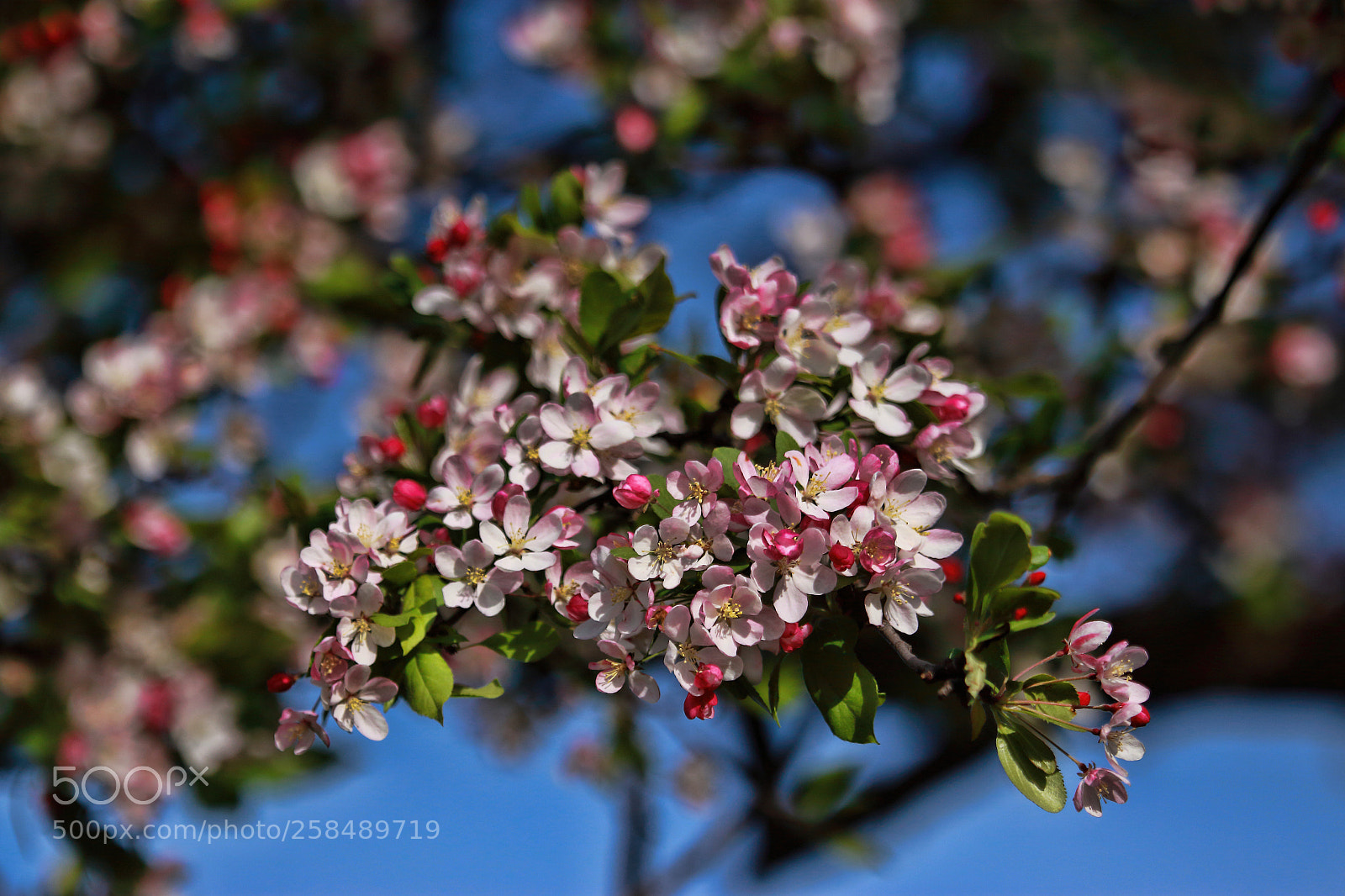Canon EOS 500D (EOS Rebel T1i / EOS Kiss X3) sample photo. Crabapple?? photography