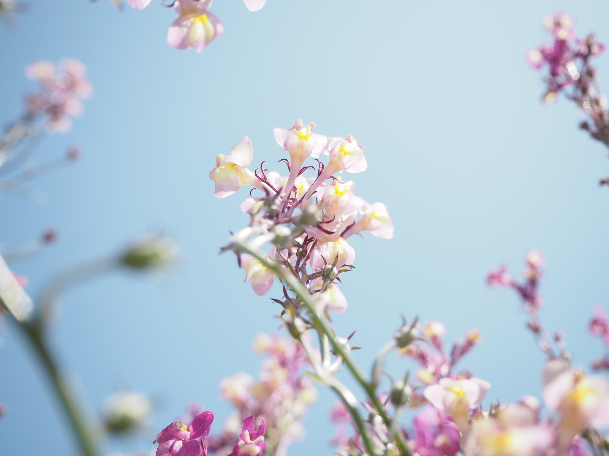 Olympus PEN E-PL7 sample photo. Spring photography