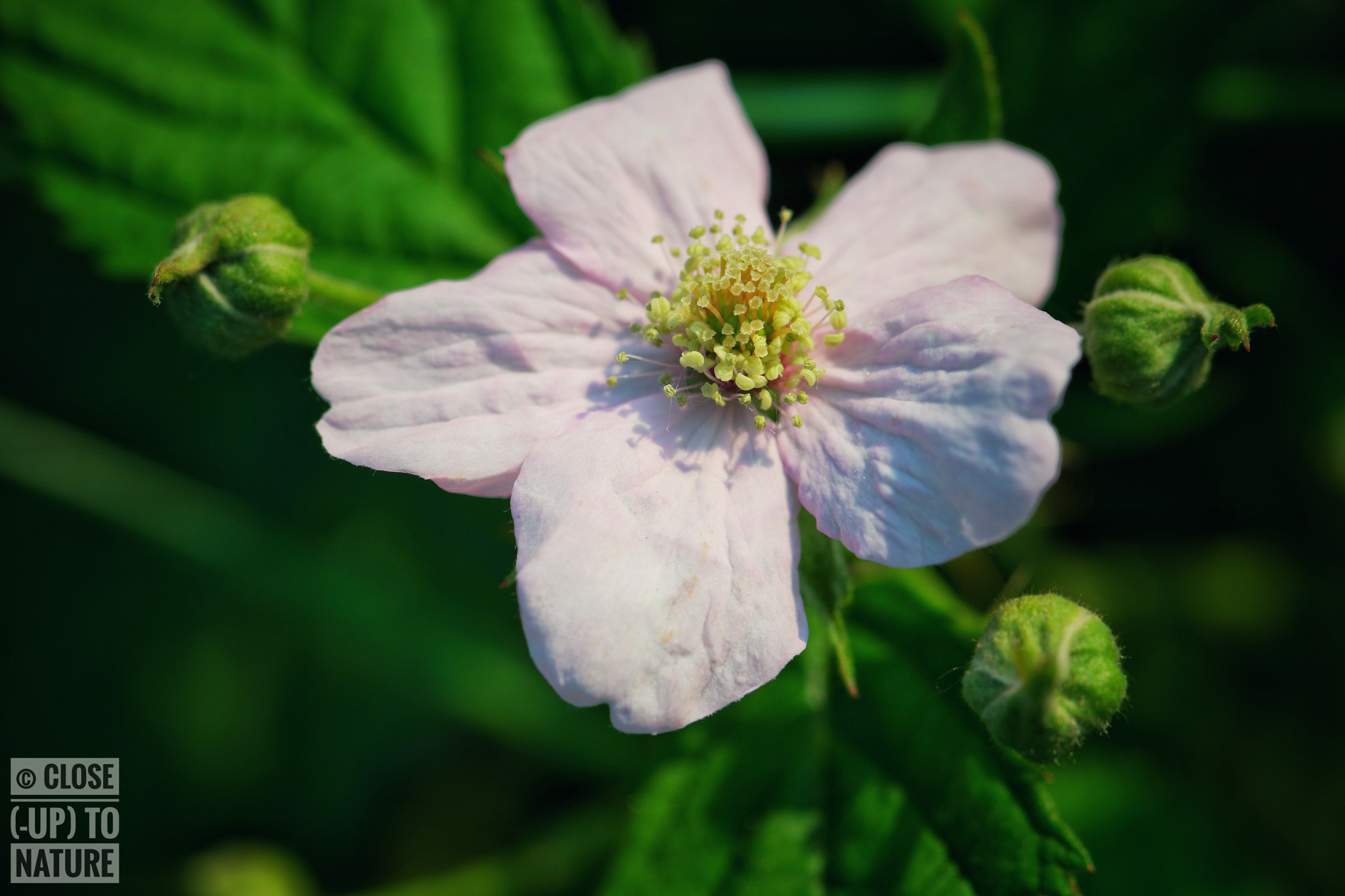 Samsung NX500 sample photo. Rubus ulmifolius photography