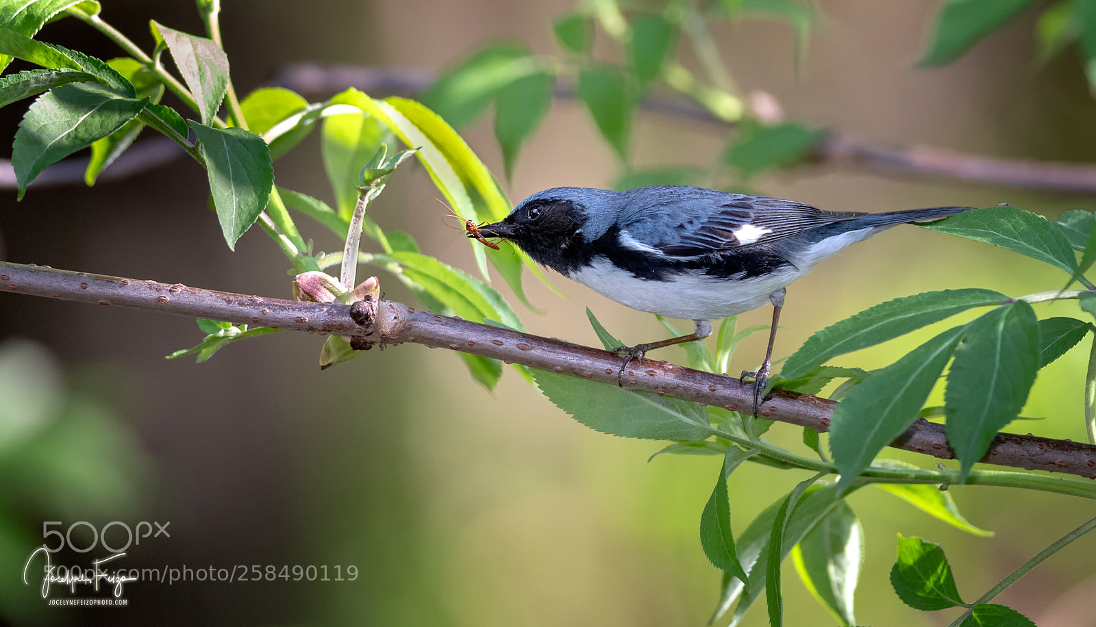 Nikon D750 sample photo. Blue warbler photography