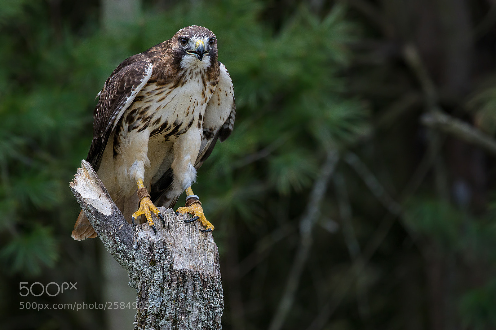 Canon EOS 5D Mark IV sample photo. Red tailed hawk photography