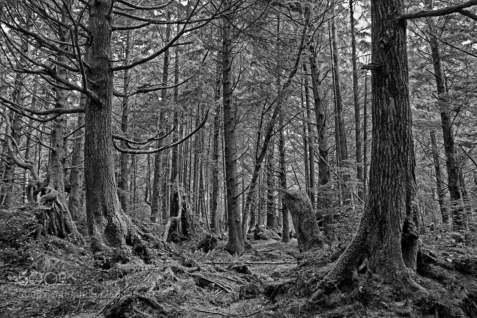 Canon EOS 50D sample photo. Second beach trail photography