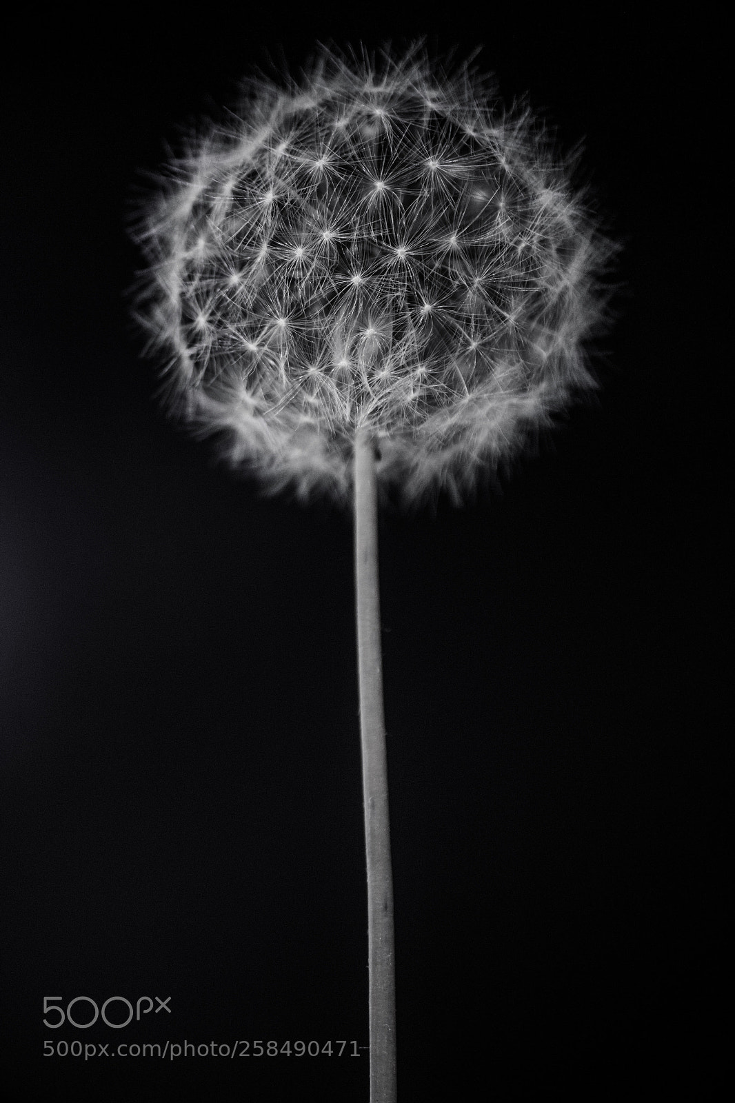Canon EOS 60D sample photo. Img photography