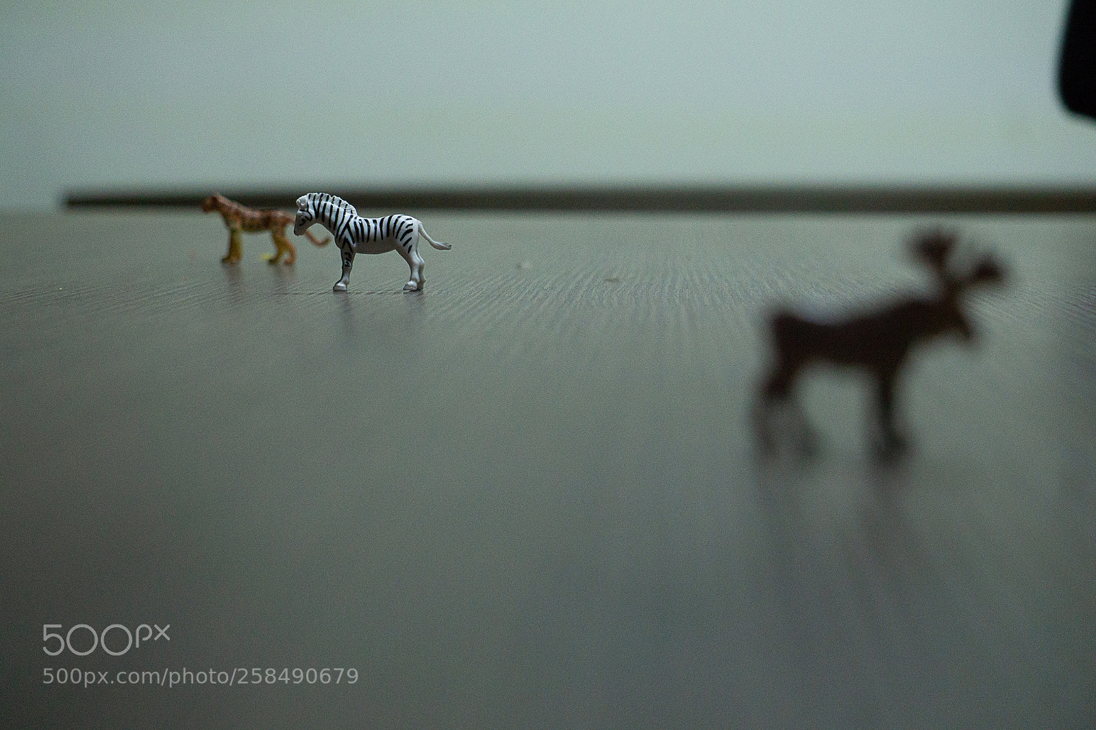 Sony a6000 sample photo. Profundidad de campo photography