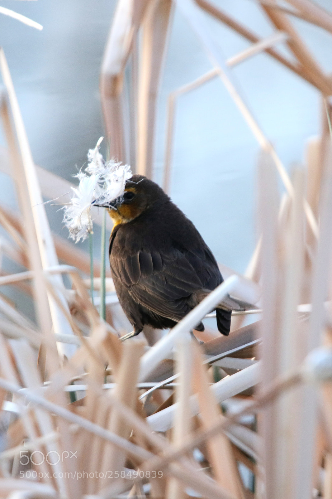 Canon EOS 80D sample photo. Female yellow headed blackbird photography