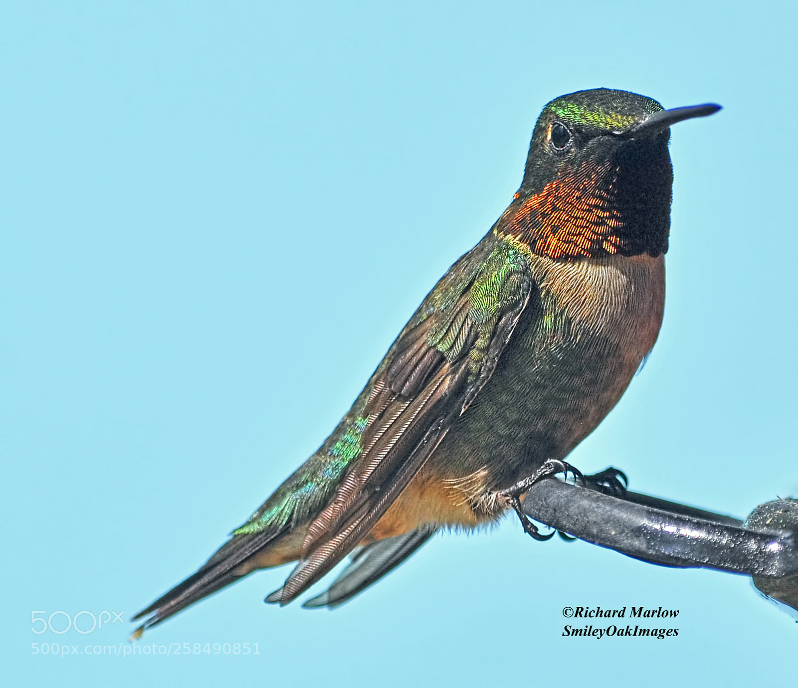 Nikon D5000 sample photo. Hummingbird photography