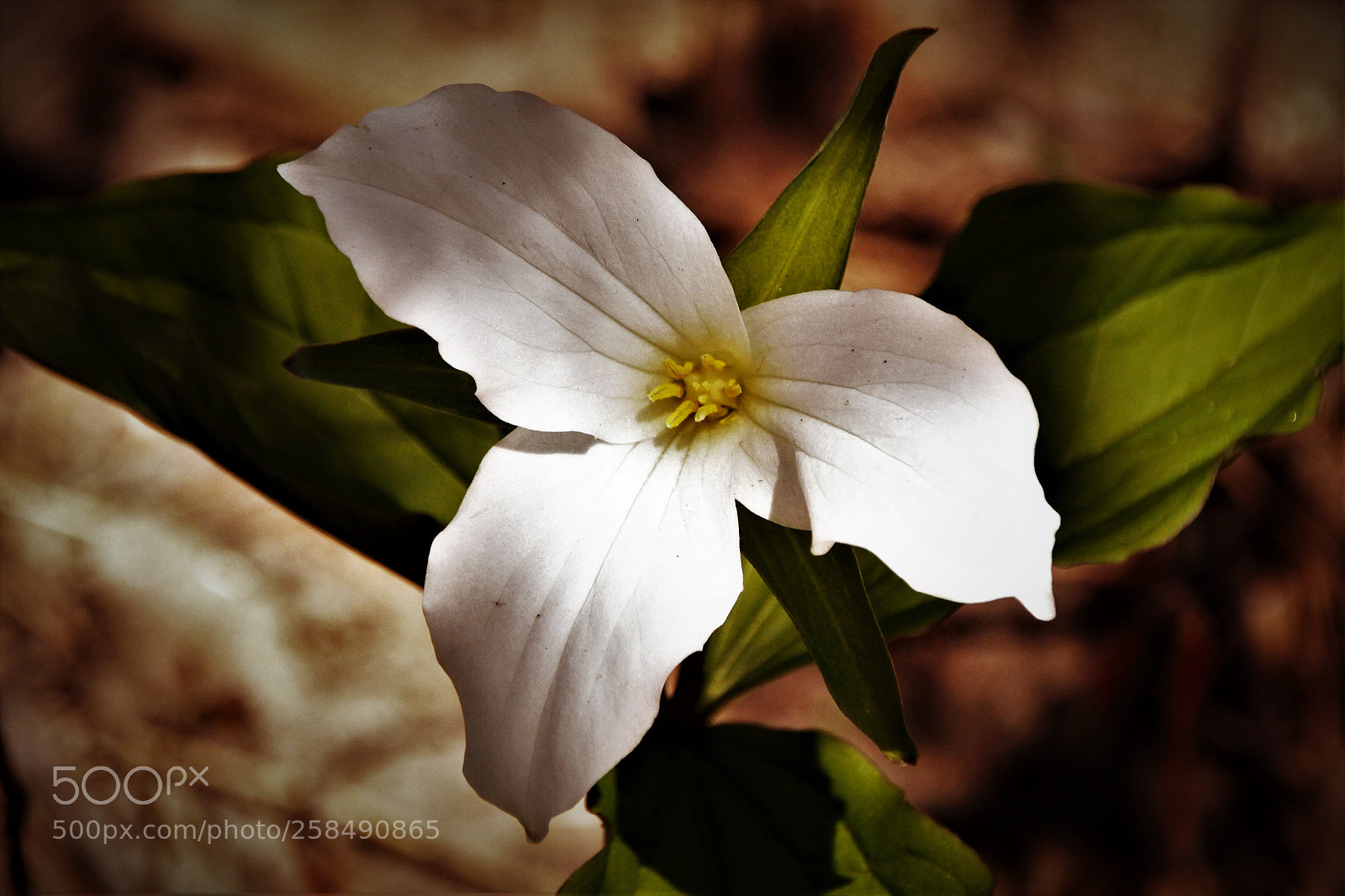 Canon EOS 7D sample photo. Ontario flower, trillium photography