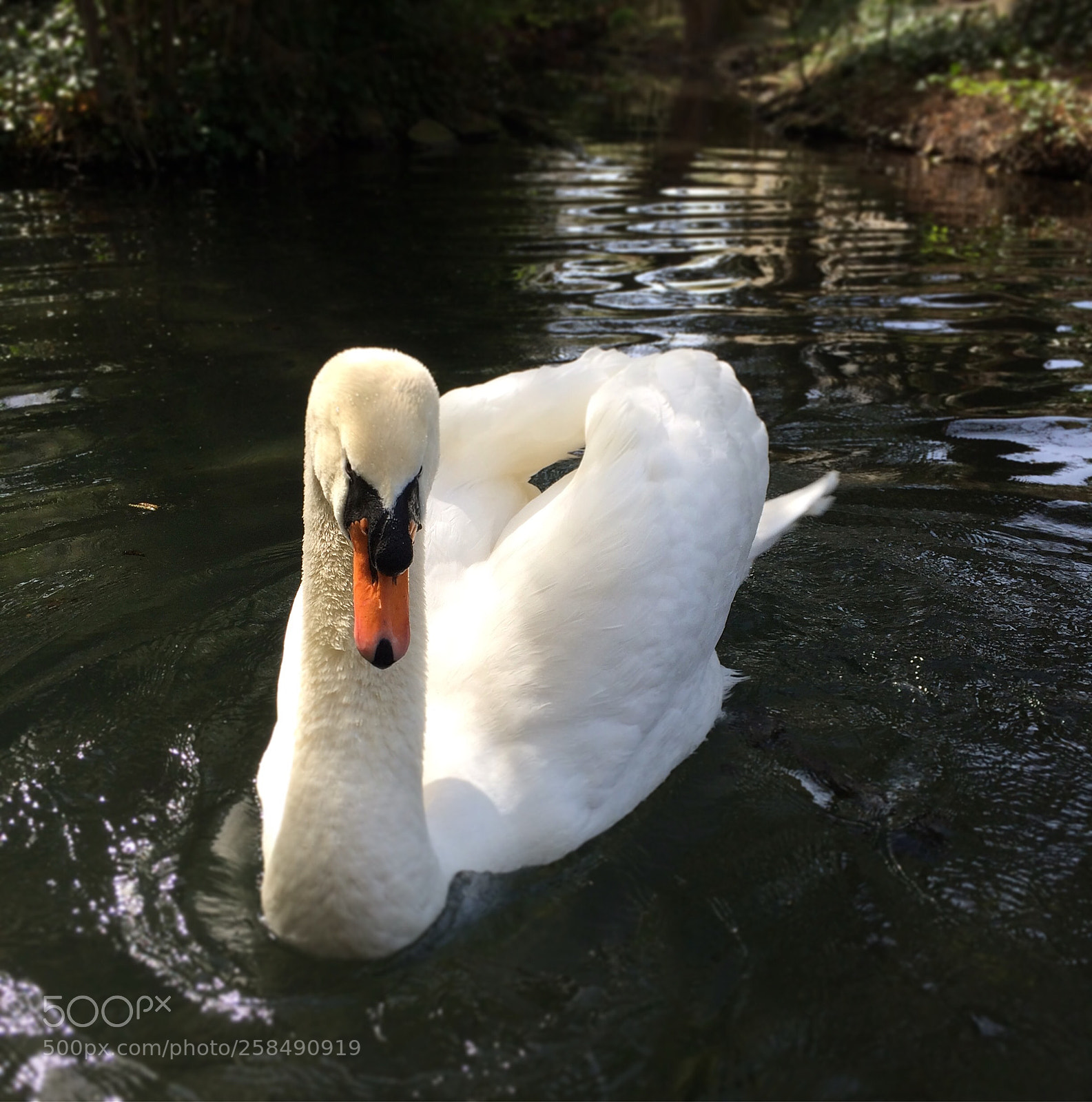 Apple iPhone 5s sample photo. Le grand cygne photography