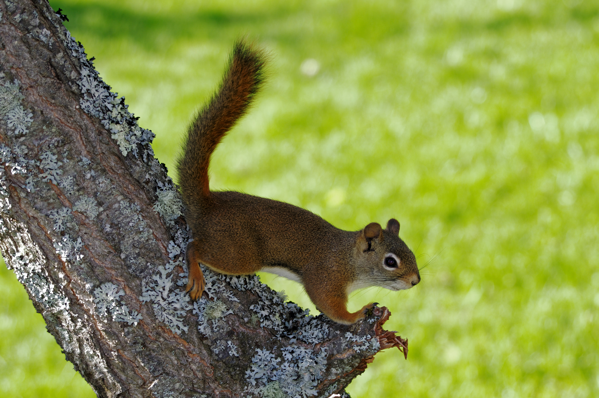 HD PENTAX-DA 55-300mm F4.5-6.3 ED PLM WR RE sample photo. Flash frozen squirrel photography