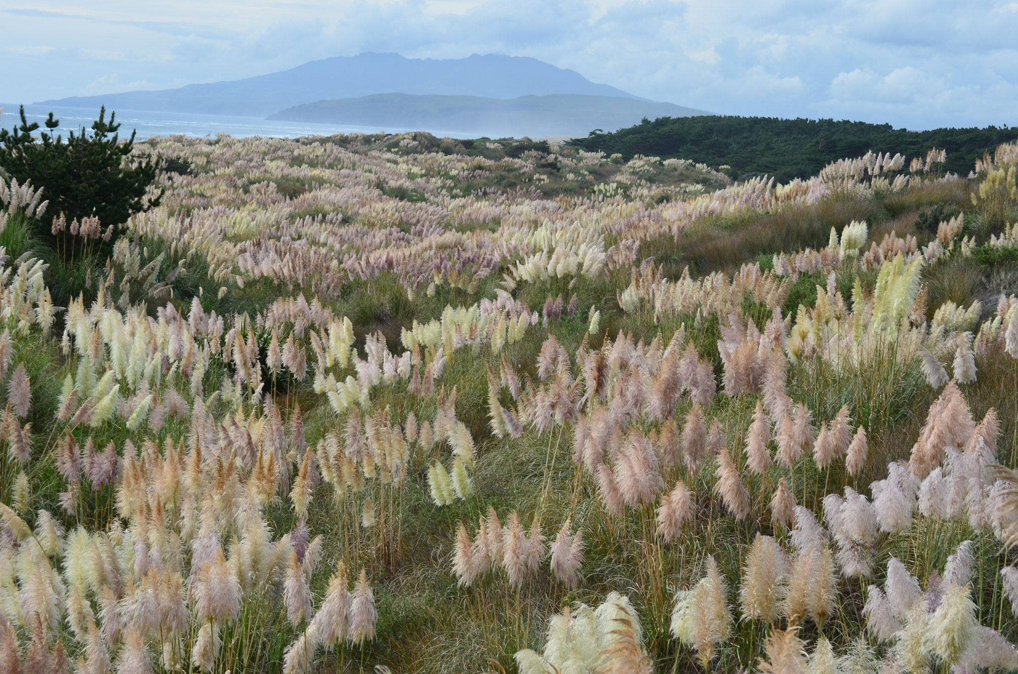Nikon D5100 sample photo. Sand dunes and pampus photography
