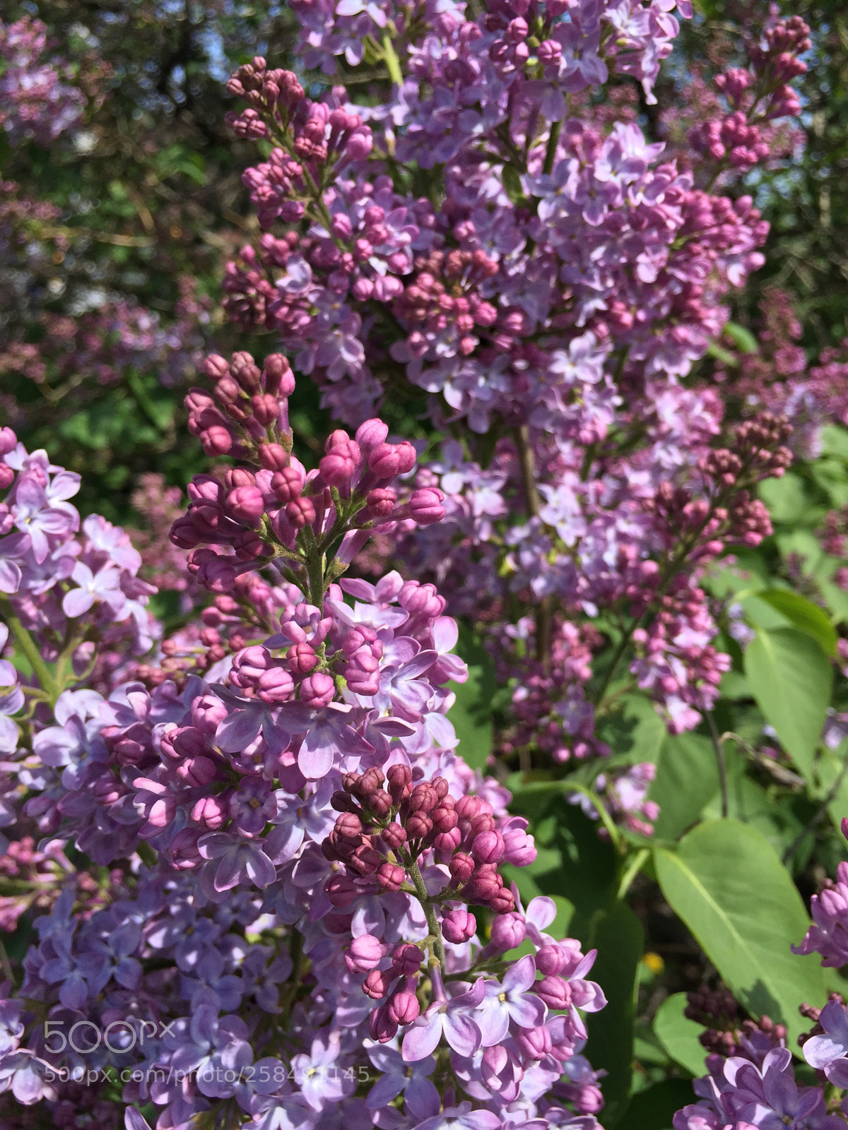 Apple iPhone 6 Plus sample photo. Untitled photography