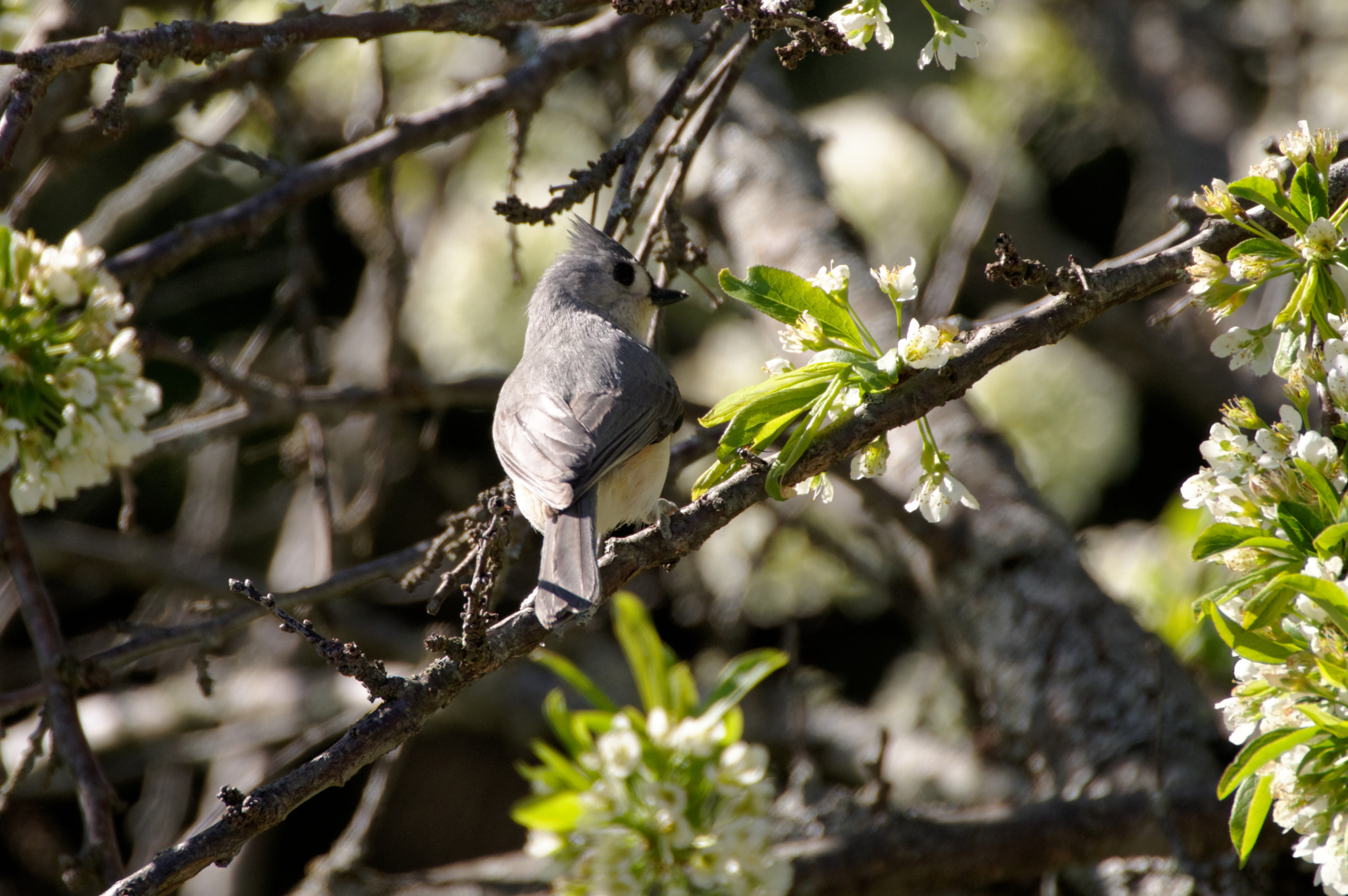 HD PENTAX-DA 55-300mm F4.5-6.3 ED PLM WR RE sample photo. Titmouse at a glance photography