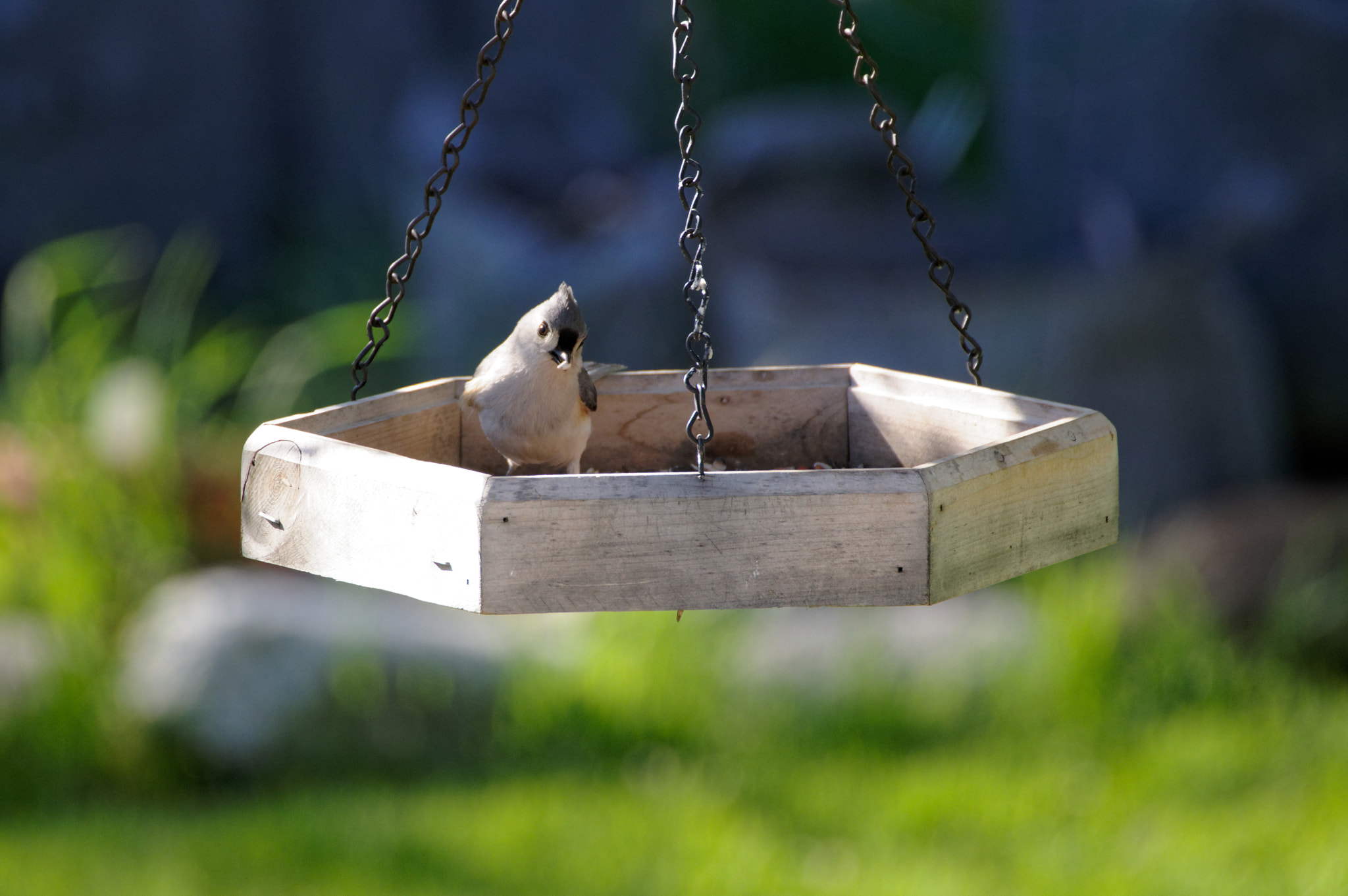 Pentax KP sample photo. Tufted titmouse snacking photography