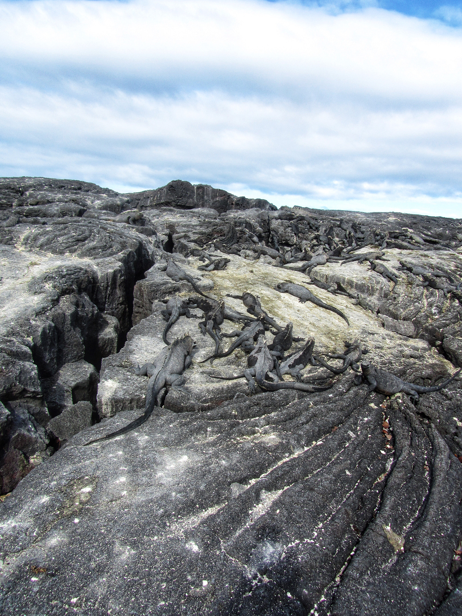 Canon PowerShot SX210 IS sample photo. Iguanas on lava photography