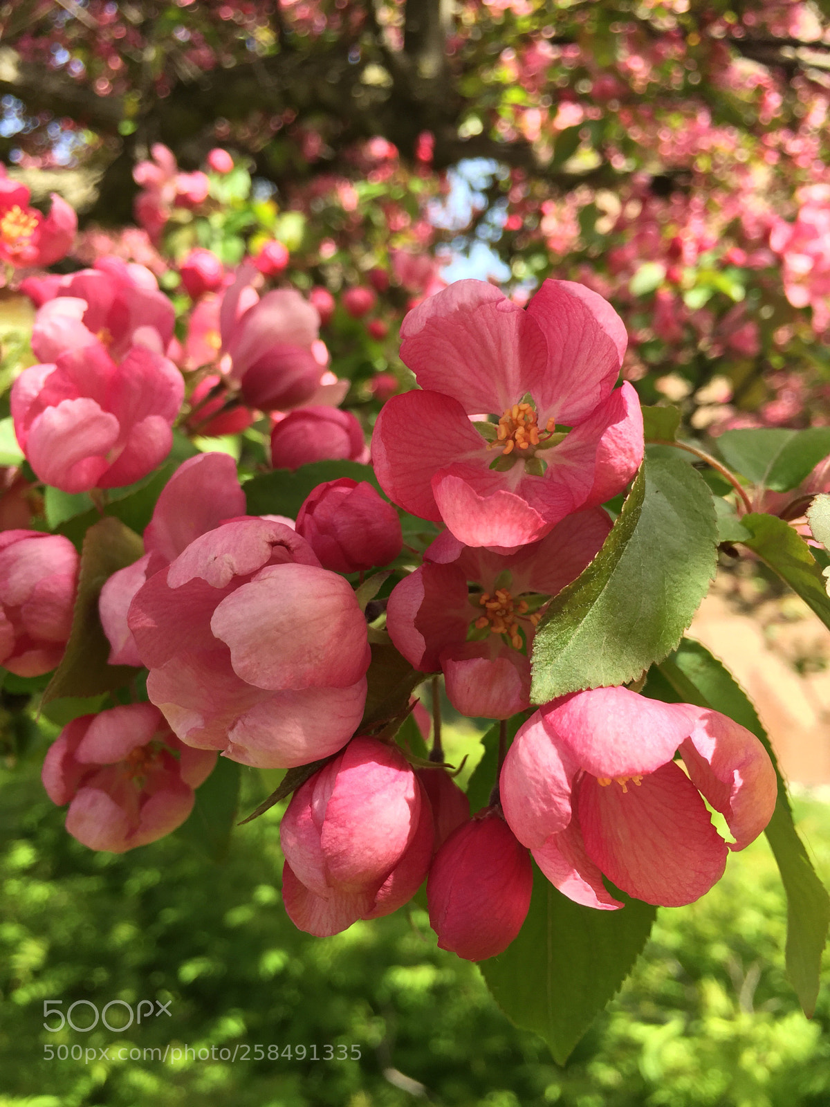 Apple iPhone 6 Plus sample photo. Untitled photography