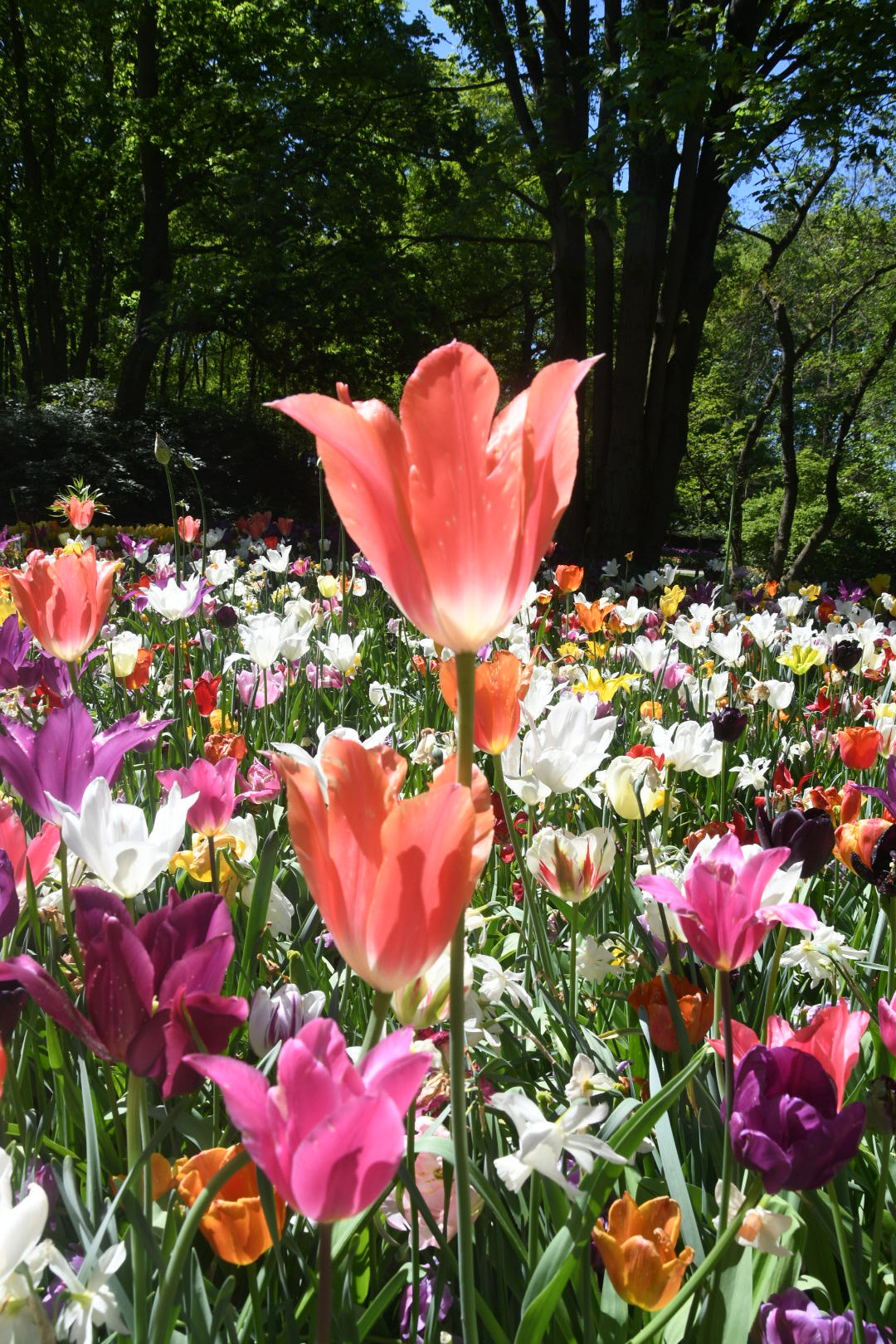 Nikon D500 sample photo. Flower photography