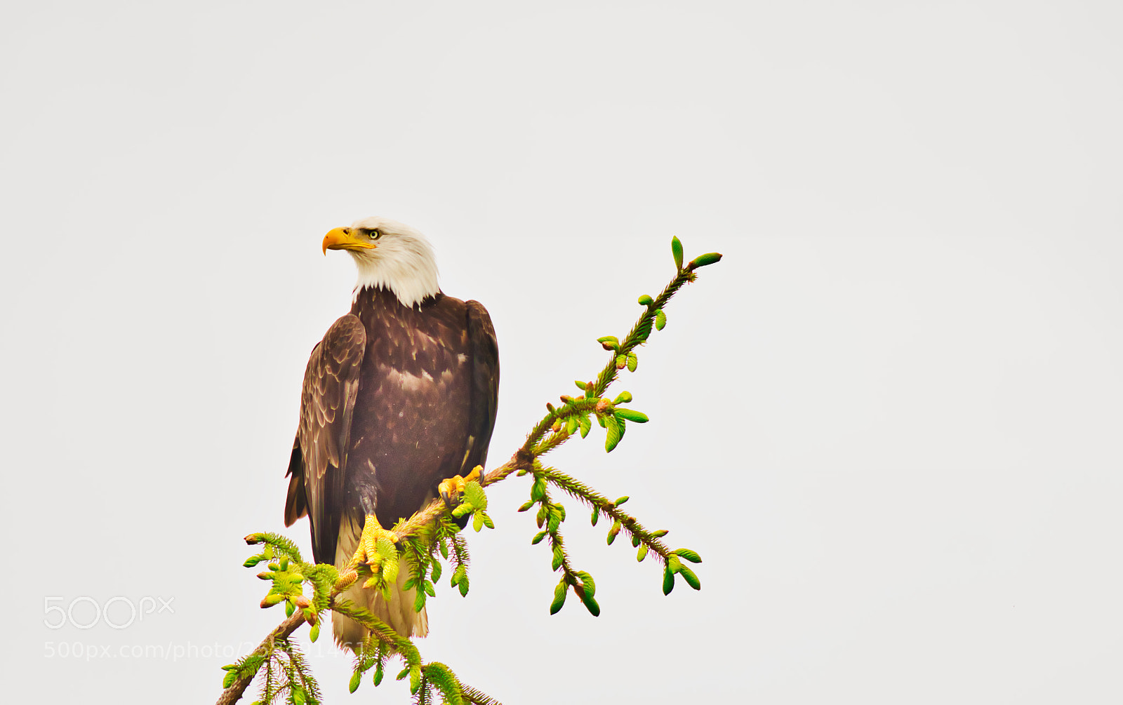 Nikon D500 sample photo. Bald eagle photography