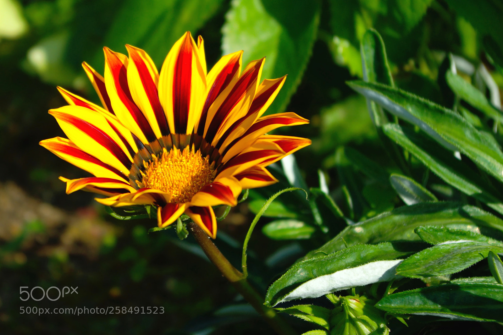 Pentax K200D sample photo. Agania photography