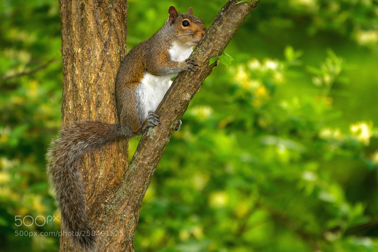 Nikon D500 sample photo. Vantage point photography