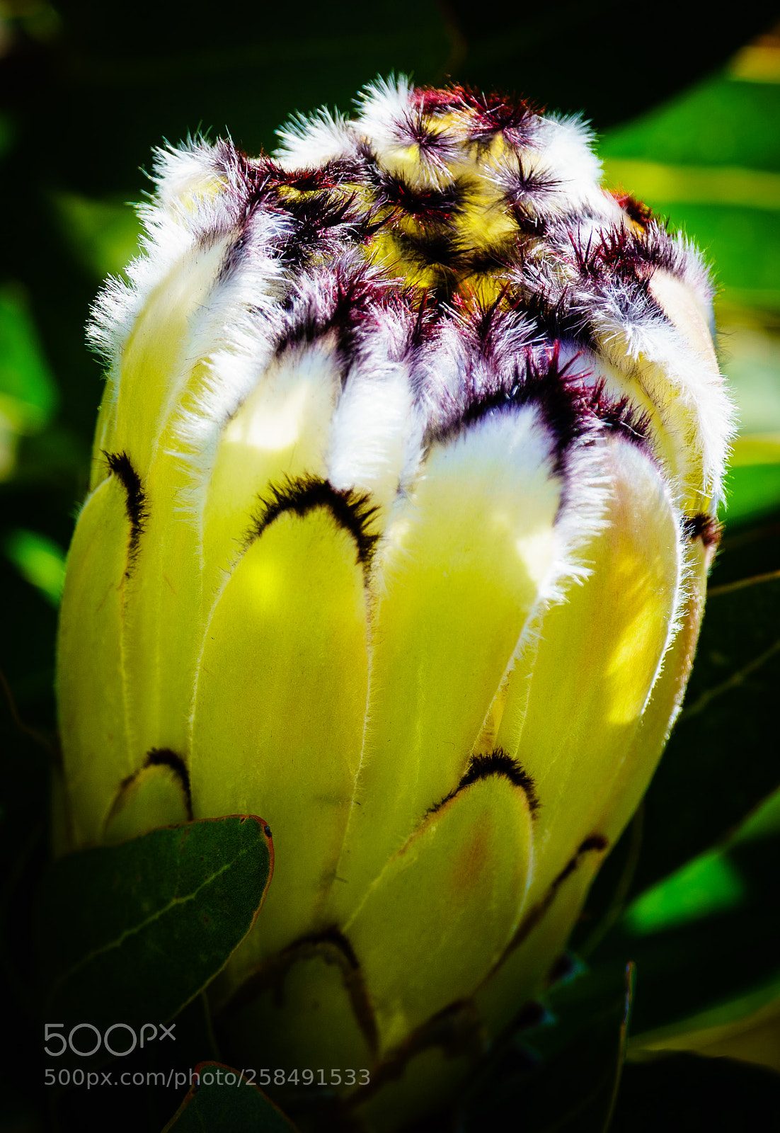 Sony a7R III sample photo. Protea neriifolia photography