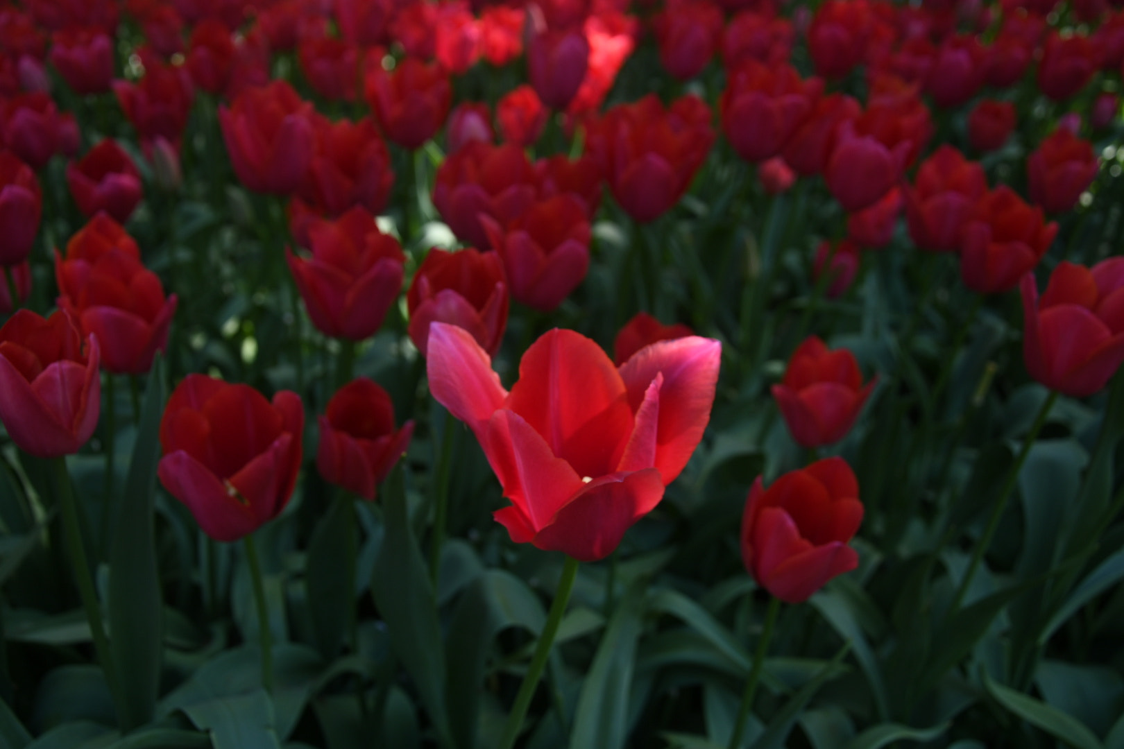 Nikon D500 sample photo. Flower photography