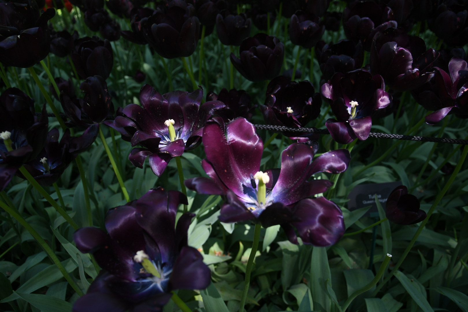 Nikon D500 sample photo. Flower photography