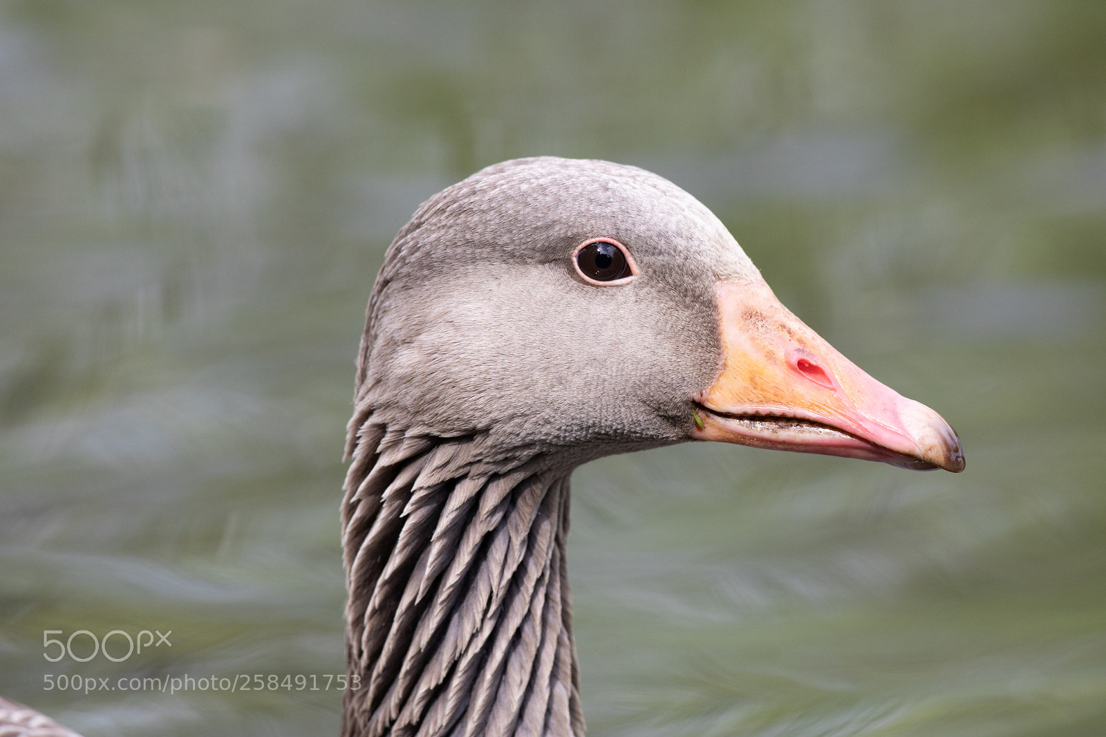 Canon EOS 5D Mark IV sample photo. Only a goose photography