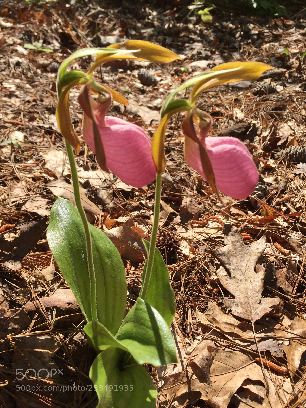 Apple iPhone 6 sample photo. Cypripedium acaule pink lady photography