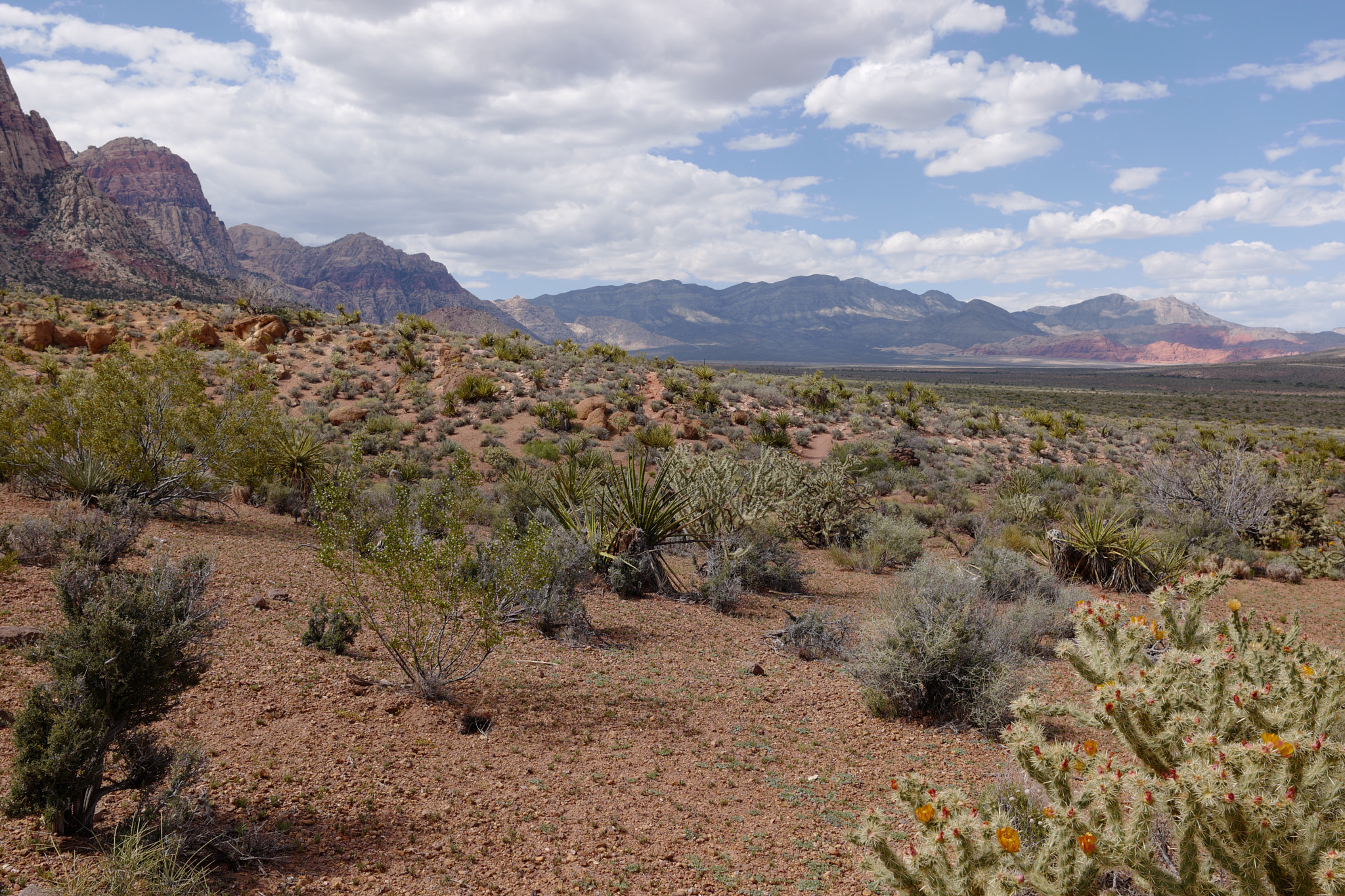 Leica CL sample photo. Spring mountain ranch photography
