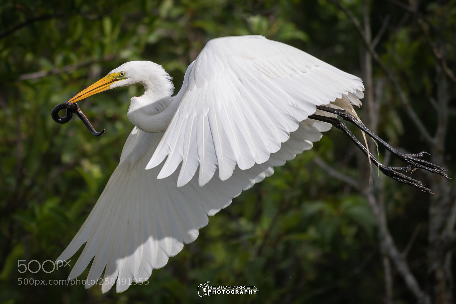 Canon EOS-1D X Mark II sample photo. Snake catcher photography