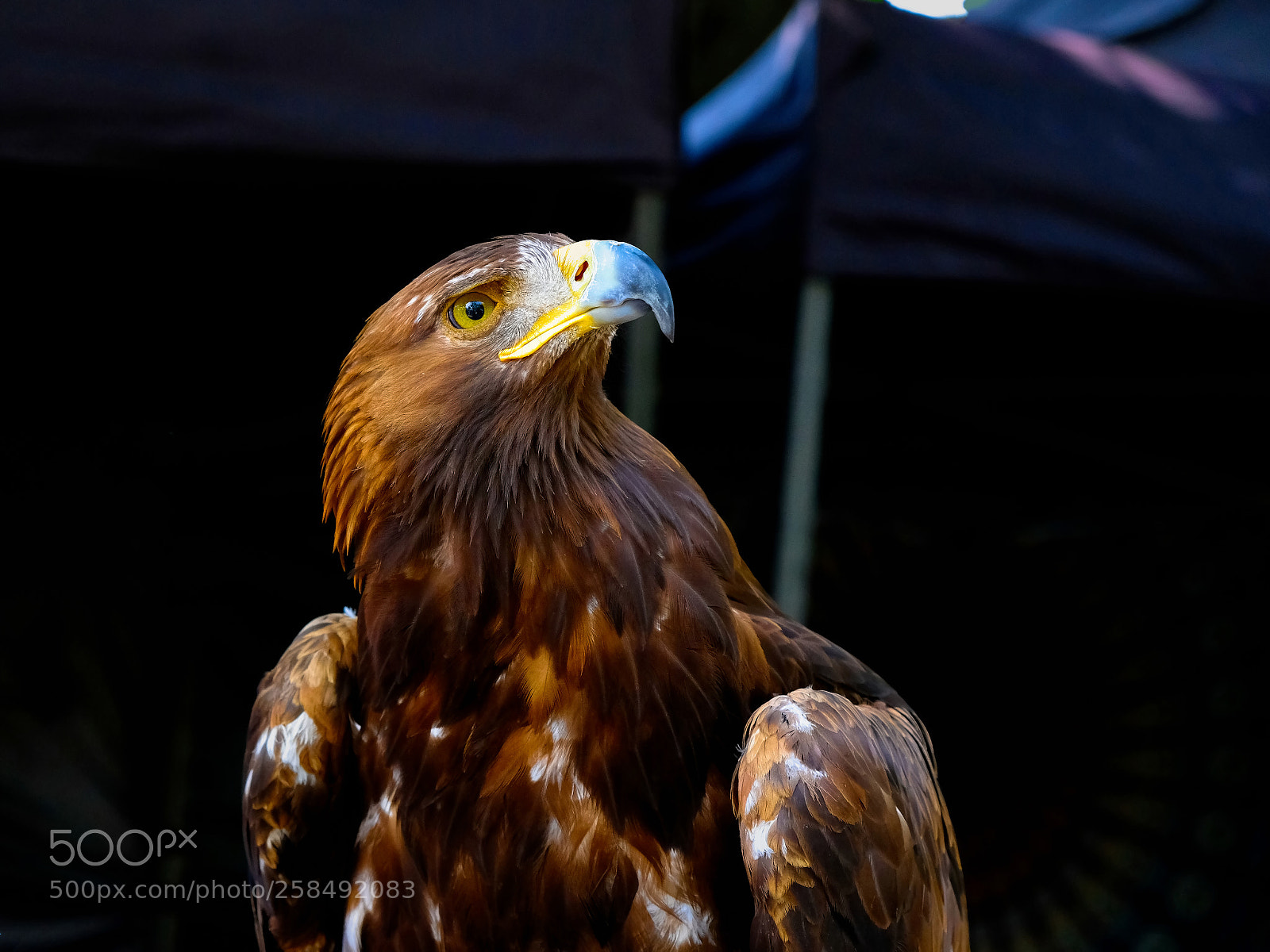 Fujifilm X-T2 sample photo. Eagle ii photography