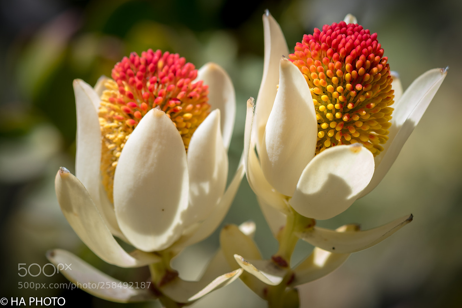 Nikon D850 sample photo. Leucadendron pom pom photography