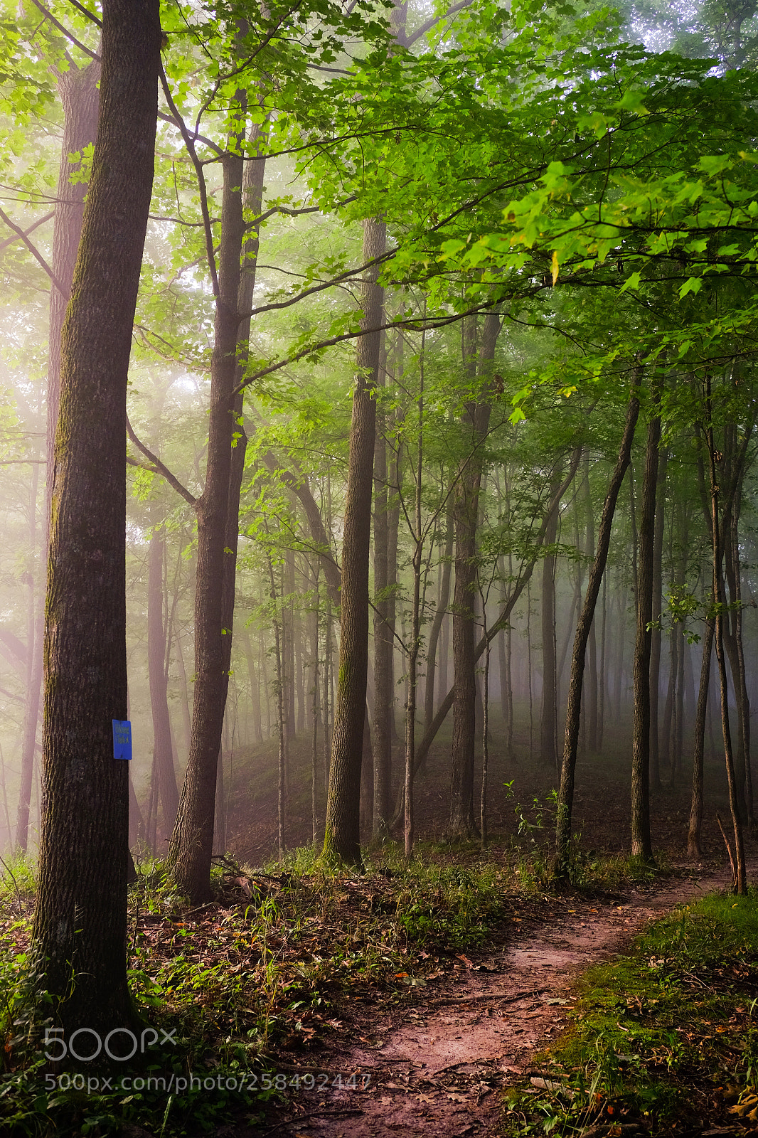 Fujifilm X-T1 sample photo. Foggy footpath photography