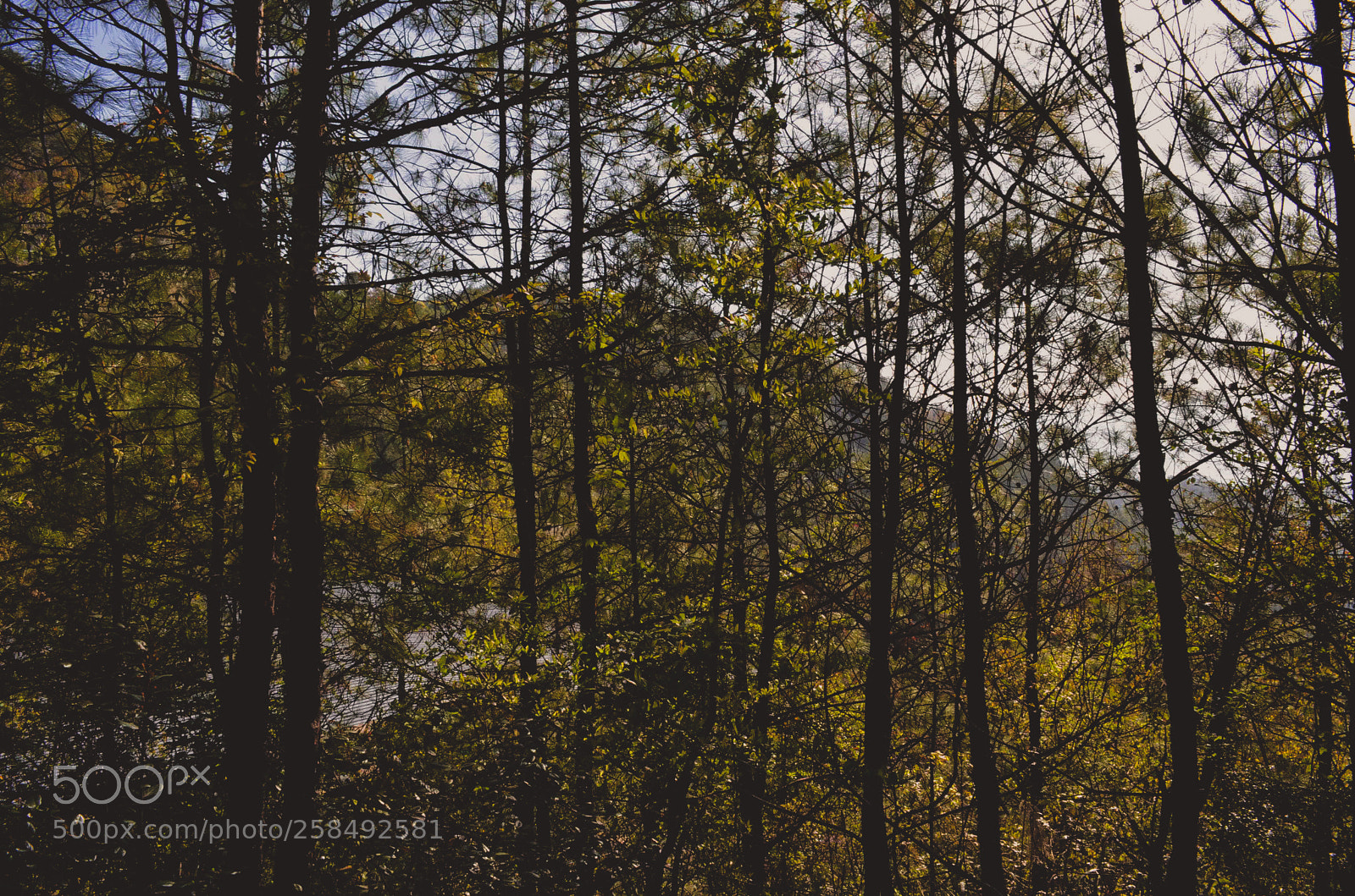 Nikon D5100 sample photo. Forest photography