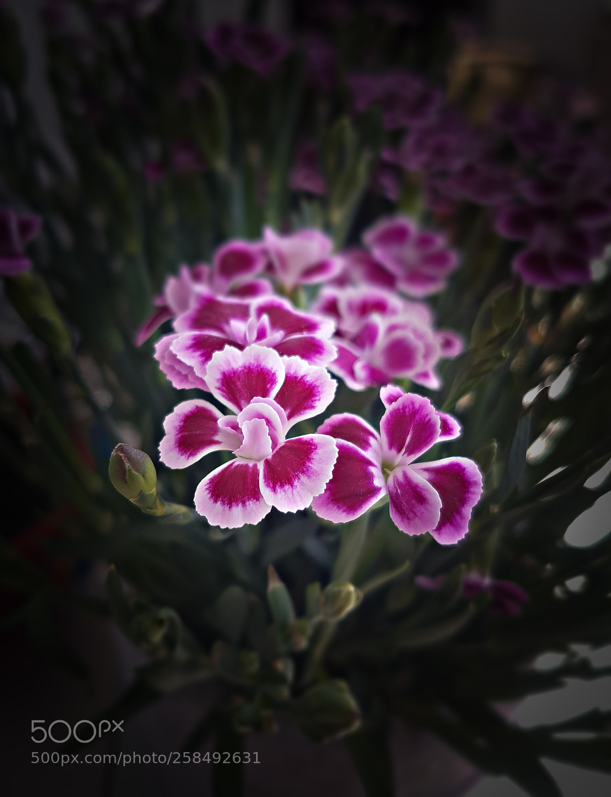 Samsung Galaxy S7 sample photo. In bloom photography
