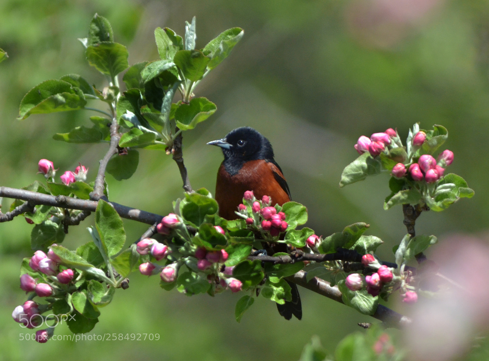 Nikon D7000 sample photo. Orchard oriole photography