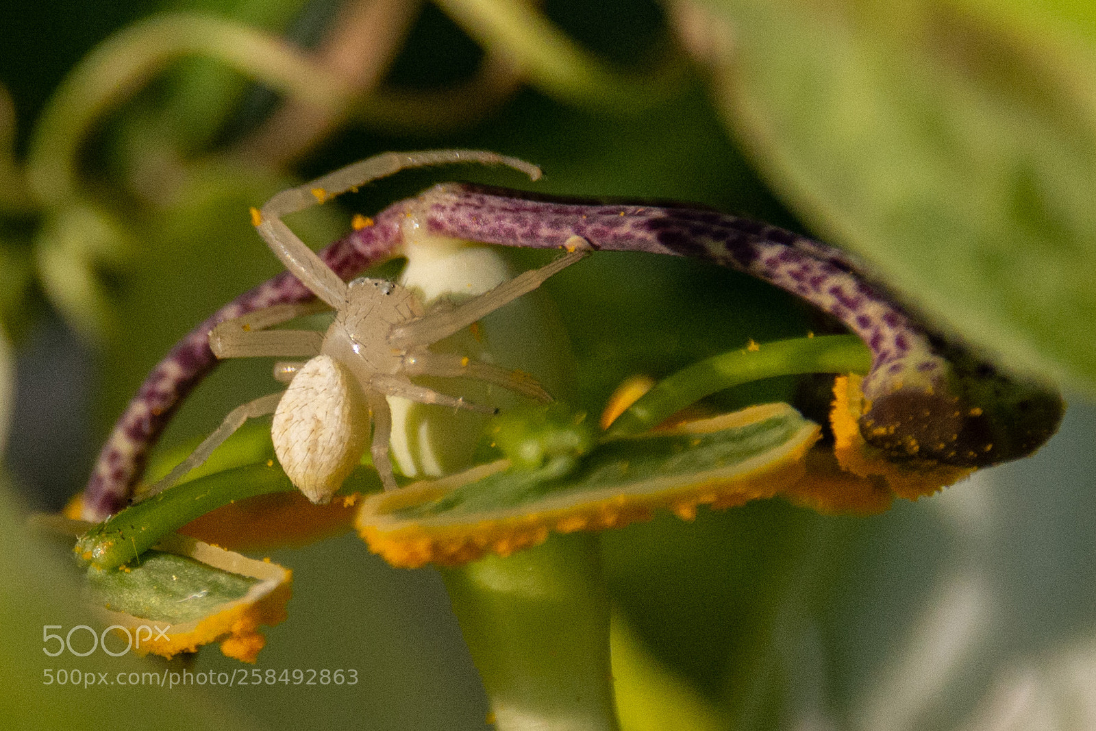Nikon D7100 sample photo. My garden - crab photography