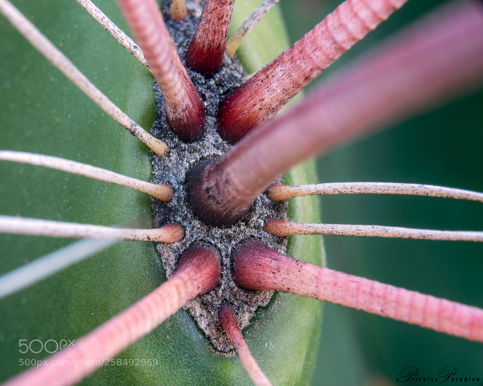 Nikon D800 sample photo. Arizona barrel cactus ferocactus photography