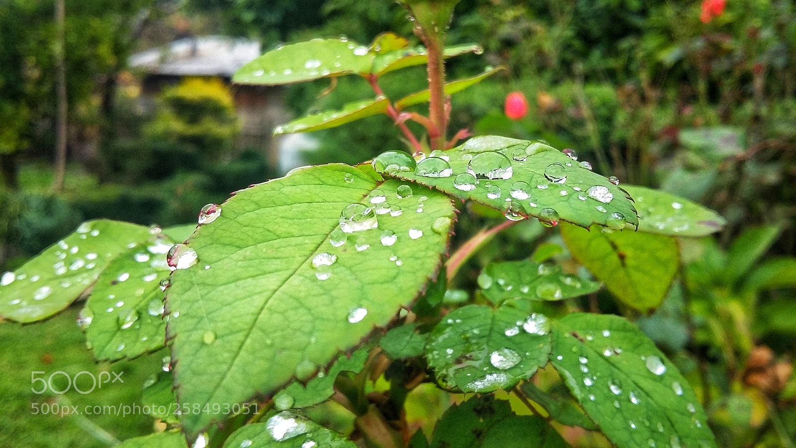 Samsung Galaxy Grand Prime sample photo. Raindrops photography