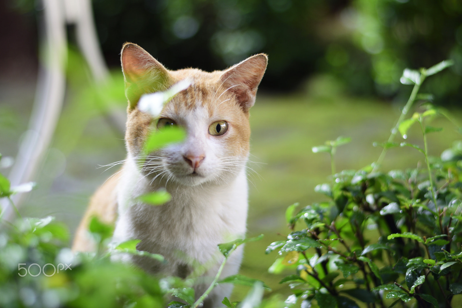 Nikon AF-S Nikkor 50mm F1.8G sample photo. Snap cat photography