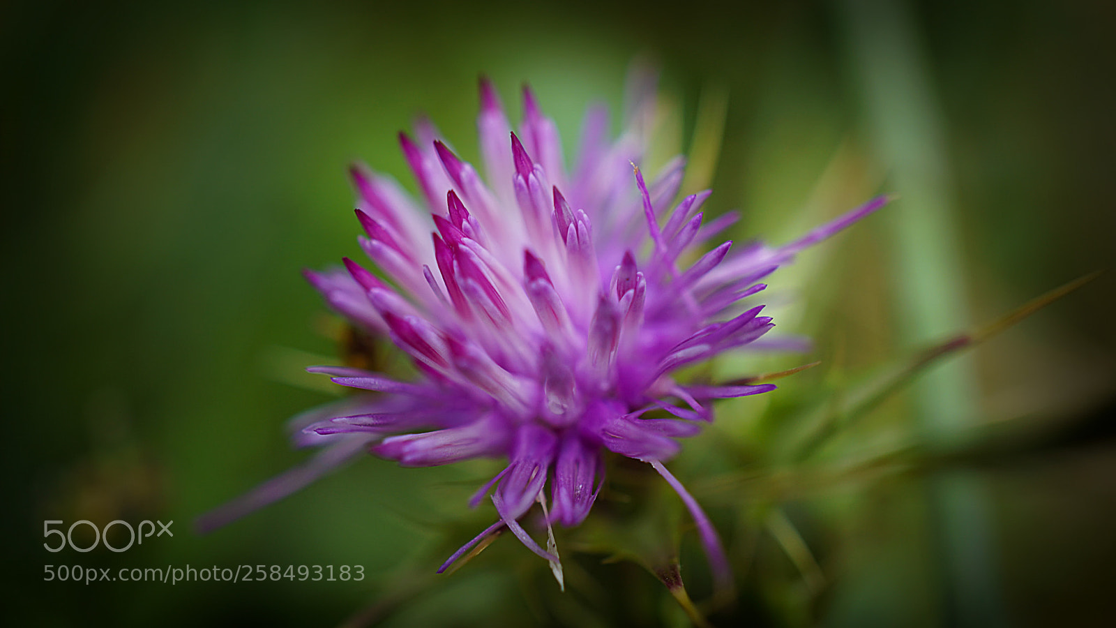 Sony a6000 sample photo. Wild pink grass flower photography