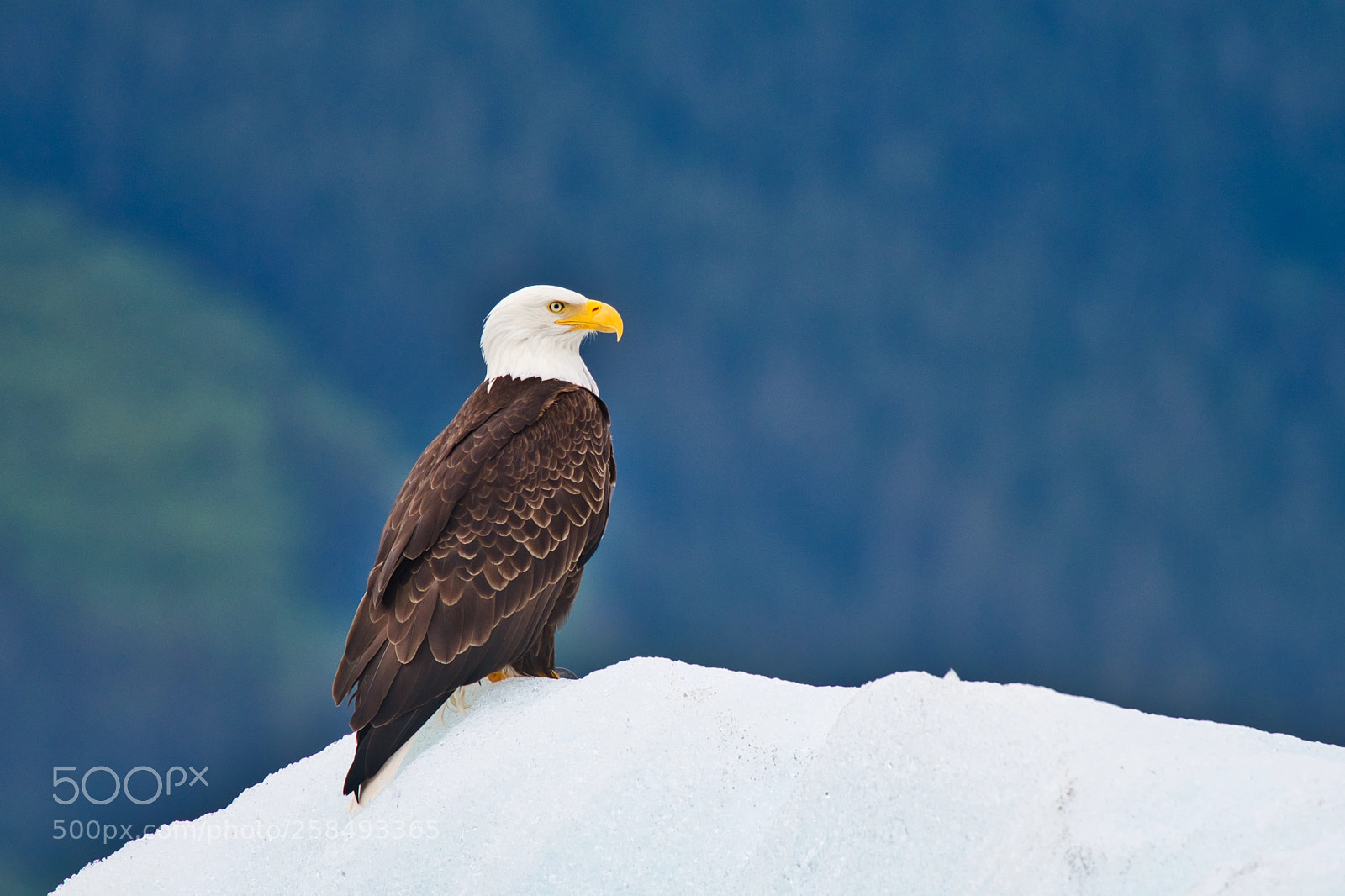 Nikon D500 sample photo. Bald eagle photography