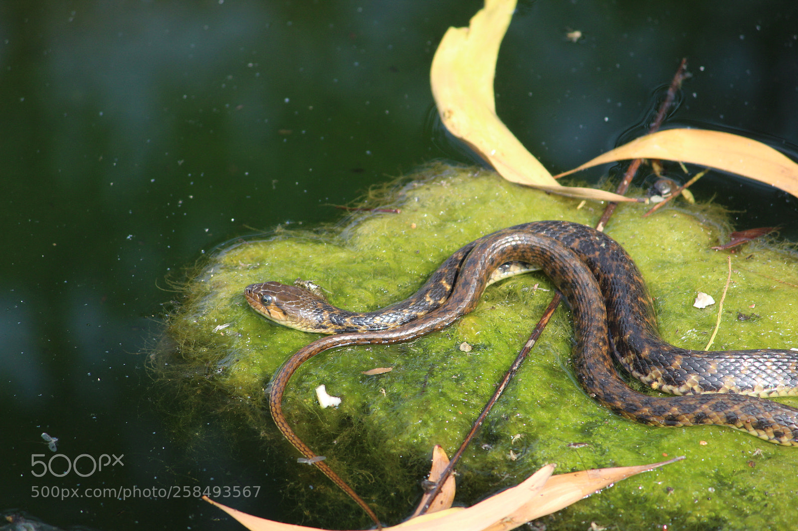 Canon EF-S 55-250mm F4-5.6 IS II sample photo. Poisonous snake on the photography