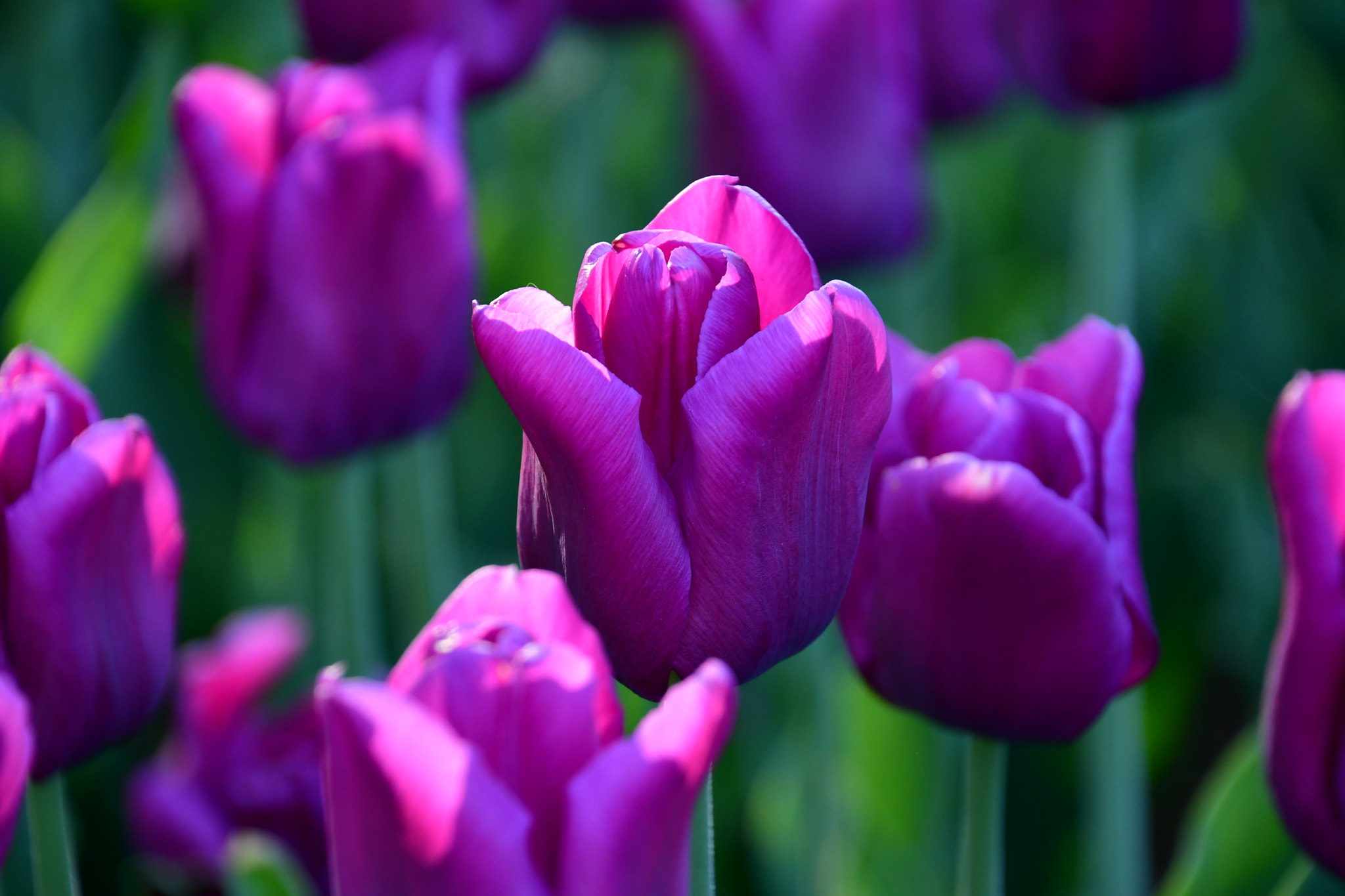 Nikon D7500 sample photo. Purple love  photography