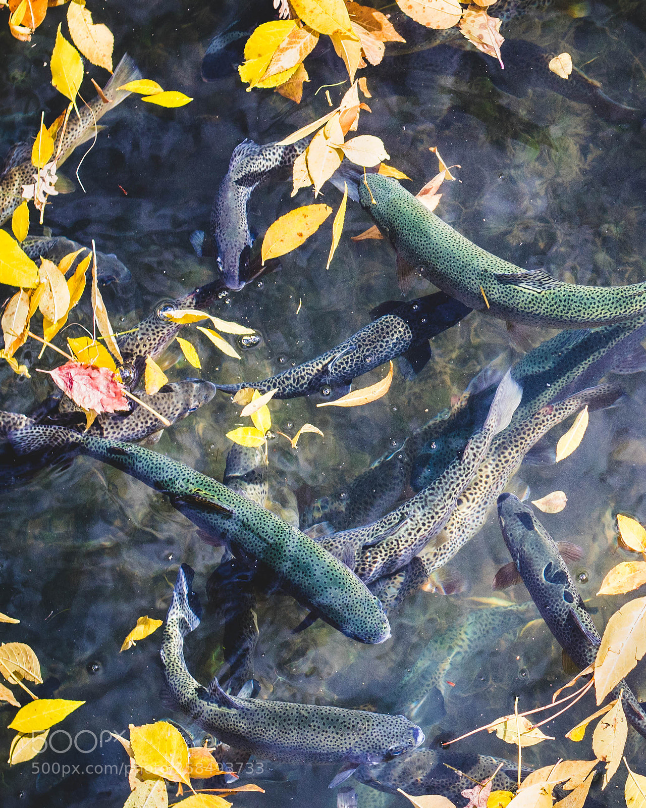 Canon EOS 1300D (EOS Rebel T6 / EOS Kiss X80) sample photo. Trout photography