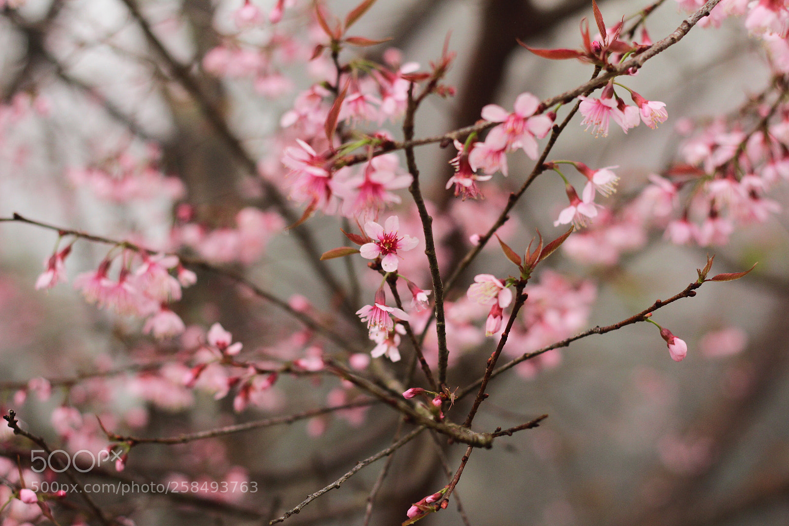 Canon EOS 600D (Rebel EOS T3i / EOS Kiss X5) sample photo. Thailand sakura photography