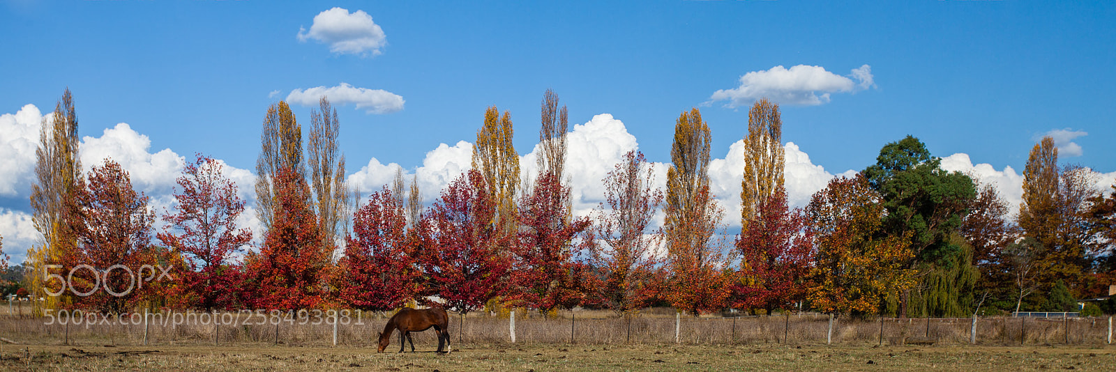 Canon EOS 5D Mark II sample photo. Autumn pastures photography