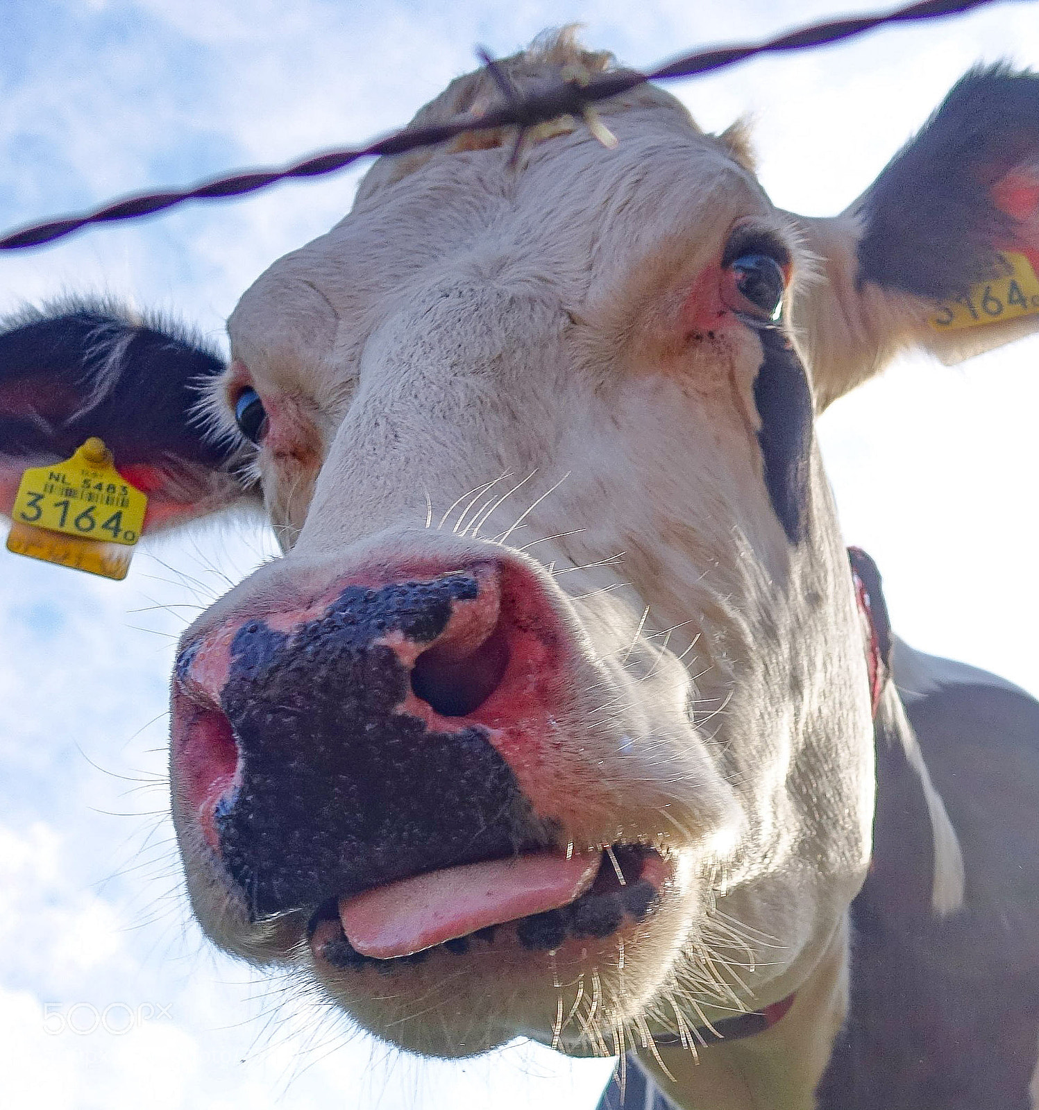 Sony Cyber-shot DSC-RX10 sample photo. Cow photography