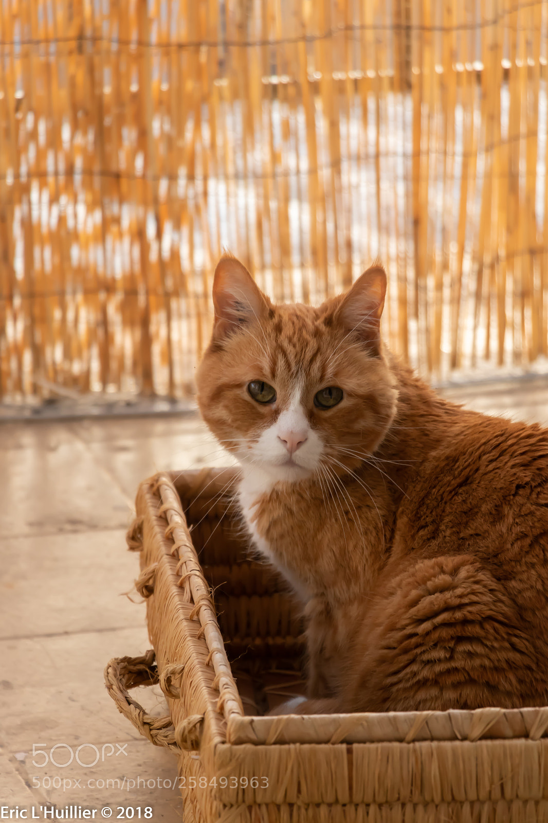 Canon EOS 80D sample photo. My name is opie-1 photography